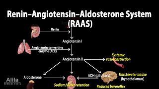 The Renin–Angiotensin–Aldosterone System RAAS Animation [upl. by Atinev]