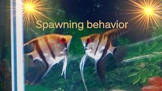 Tips on Angelfish spawning behavior [upl. by Capp]