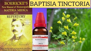 BAPTISIA tinctoria homeopathic mother tincture in Hindi [upl. by Raquela]