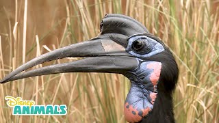 Hornbills  Disney Animals  Disney Junior [upl. by Yelahc733]