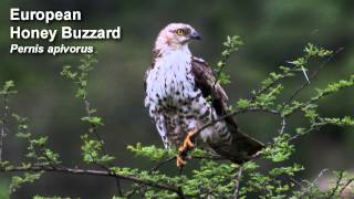 Buzzard  European Honey Buzzard  Bird Call Birdsong [upl. by Aaren]