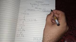 Arachidonic Acid Metabolism and Function [upl. by Editha]