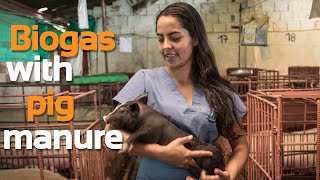 Producing biogas for pig farms  Biodigesters Sistemabio [upl. by Vance]