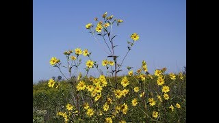 How to Grow Tall Sunflower From Seed Helianthus Giganteus [upl. by Nilson361]