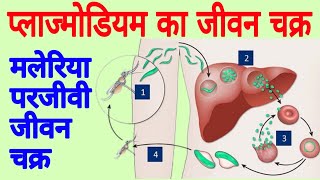 Life cycle of plasmodium  Malaria plasmodium  Plasmodium vivax  The Malaria life cycle explained [upl. by Deckert]