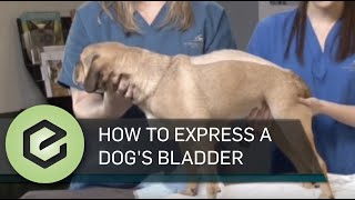 How to Manually Express Your Pets Bladder [upl. by Federico535]