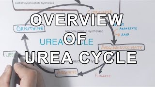 Overview of UREA CYCLE [upl. by Anayaran712]