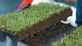 How To Install a Modular Green Roof [upl. by Avenej405]