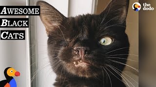 Black Cats Are AWESOME  Black Cat Compilation  The Dodo Best Of [upl. by Notniuq]