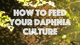 How To Feed Your Daphnia Culture [upl. by Atsirhc]