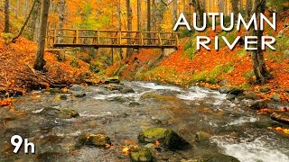 Autumn River Sounds  Relaxing Nature Video  Sleep Relax Study  9 Hours  HD 1080p [upl. by Tema]