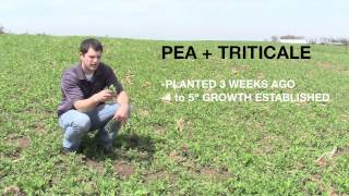 PEA TRITICALE FORAGE SEED [upl. by Khanna]