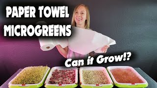 Microgreen PAPER TOWEL Germination Experiment  Can It Grow [upl. by Aihsenak]