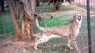 Cute Cheetah Meowing [upl. by Retsam]