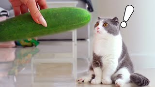 Cats vs Cucumber Compilation [upl. by Bridget978]