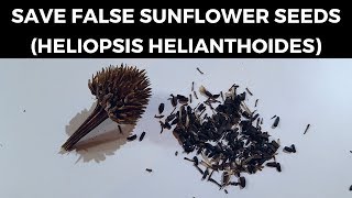 Save False Sunflower Seeds Heliopsis Helianthoides [upl. by Niuqauj]