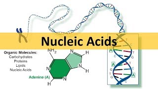 Nucleic Acids amp DNA Replication updated [upl. by Eilac]