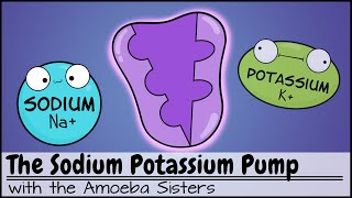 Sodium Potassium Pump [upl. by Ennoryt]