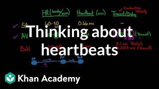 How Adrenaline and Acetylcholine Affect Heart Rate [upl. by Cerallua788]