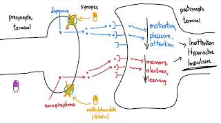 Stimulants Ritalin and Adderall Explained in 3 Minutes [upl. by Forcier36]