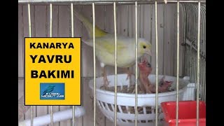 Kanaryaların Yavrusu Çıkınca Ne Yapılmalı   Yavru Bakımı [upl. by Edrahs856]