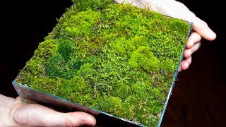 Making a Moss Garden from Scratch Satisfying amp Relaxing [upl. by Rachael]