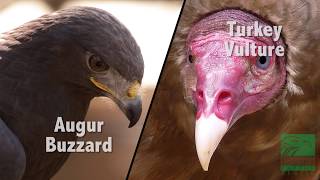 Buzzard vs Vulture Whats the Difference [upl. by Sesiom42]