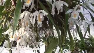 OrchidWeb  Wonderful Coelogynes [upl. by Alyel825]