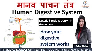 पाचन तंत्र  Digestive System in Hindi  Anatomy and Physiology [upl. by Pendleton]