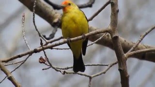 Western Tanager singing [upl. by Naillik]