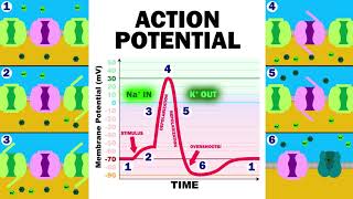 THE ACTION POTENTIAL [upl. by Ynnor]