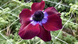 Anemone Mistral® Vinato  FarmerGracycouk [upl. by Ocko]