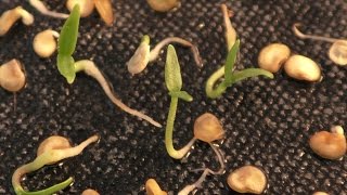 Time Lapse Chilli seeds germinating [upl. by Werdna643]