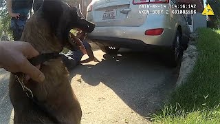 Police Belgian Malinois quotSicariaquot Eats Bad Guy For Lunch [upl. by Seditsira320]