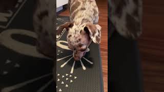 Cute Chiweenie dog tries watermelon for the first time [upl. by Akiam625]