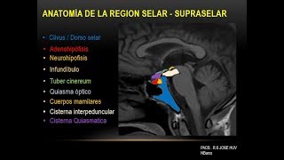 Anatomía Radiologica de la Región Selar y Yuxtaselar [upl. by Gabrielli]