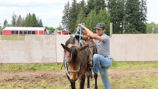 COMO MONTAR UN CABALLO  LO BASICO [upl. by Aindrea]