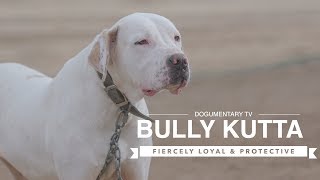 BULLY KUTTA The Fiercely LOYAL Breed You Need to Know [upl. by Afihtan]