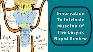 Innervation To The Larynx Rapid Review [upl. by Bellamy]