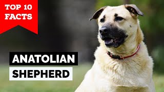 Anatolian Shepherd  Top 10 Facts [upl. by Arrehs]