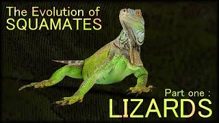 Evolution of Lizards 🦎 [upl. by Felten985]