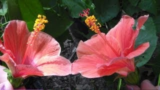 How to Pollinate Tropical Hibiscus flowersplants [upl. by Rillings]