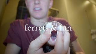 Everything You Need to Know Before Buying A Ferret [upl. by Tesil747]