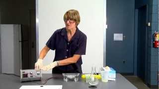 DNA gel electrophoresis lab demo [upl. by Eissej]