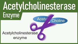 Acetylcholinesterase Enzyme [upl. by Aiyt]