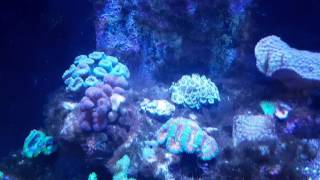 Hydrogen peroxide dosing in reef tank [upl. by Lednek]