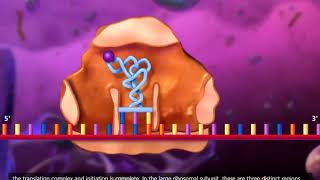 DNA transcription and translation McGraw Hill [upl. by Ydneh]