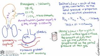 AlveolarCapillary Gas Exchange [upl. by Melar710]