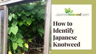 How to Identify Japanese Knotweed  Japanese Knotweed Expert Ltd [upl. by Yelrahc]