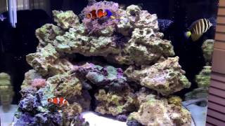 LED Biocube 32 Review  Reef Tank [upl. by Hennahane980]